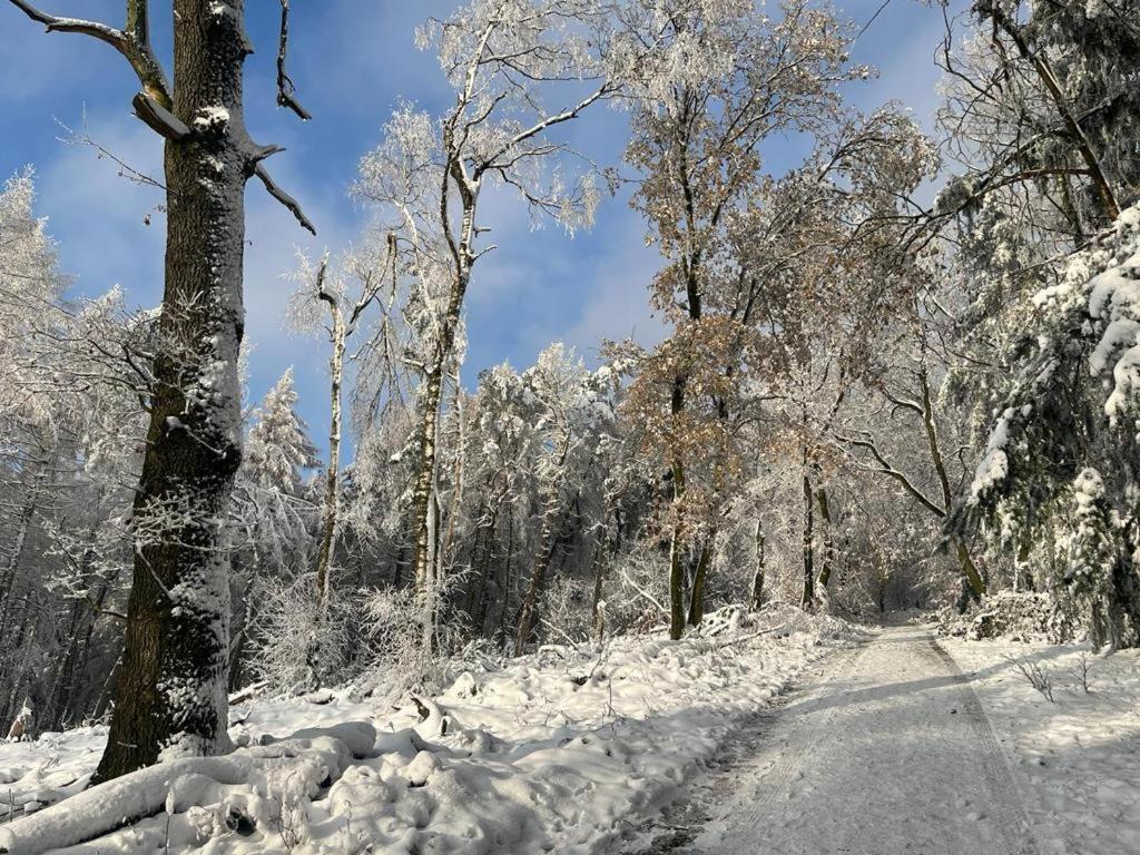 Haus Astenblick In Winterberg Fuer Bis Zu 35 Personen Fuer Wanderveranstaltungen Und Familienfeiern Eksteriør billede
